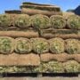 Sod – Black Beauty Tall Fescue – 500 SQFT – DIRECT SHIP